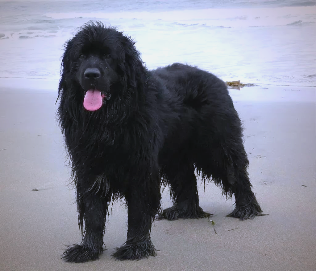 纽芬兰犬:一种具有多种美德的大型犬种