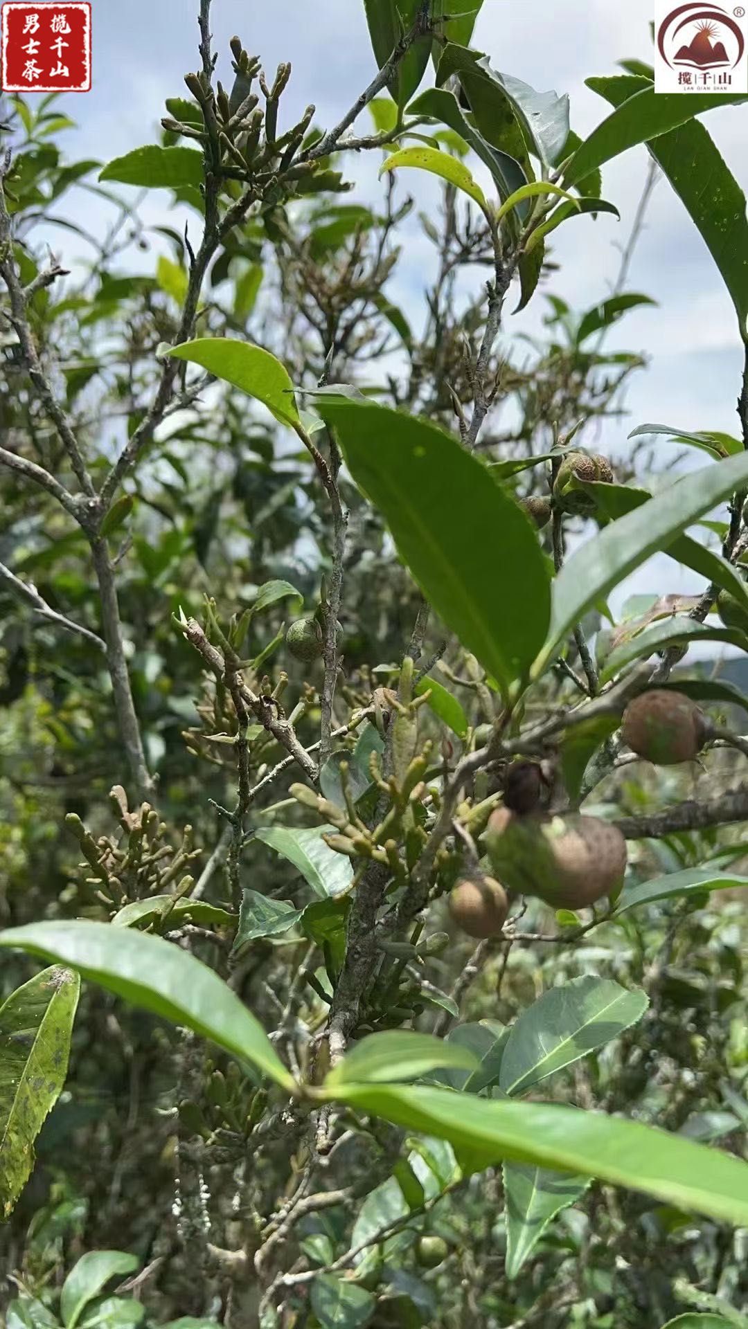 螃蟹脚 茶树寄生植物也是宝