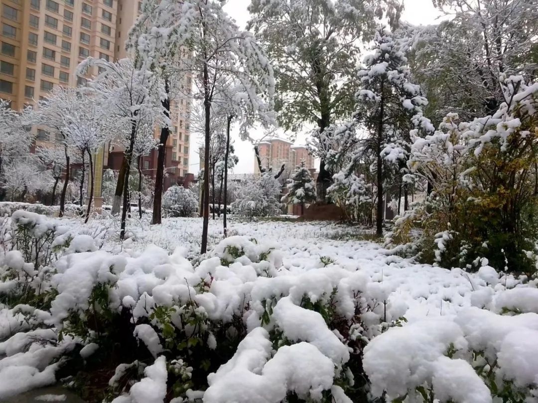 今早,西宁的雪真大