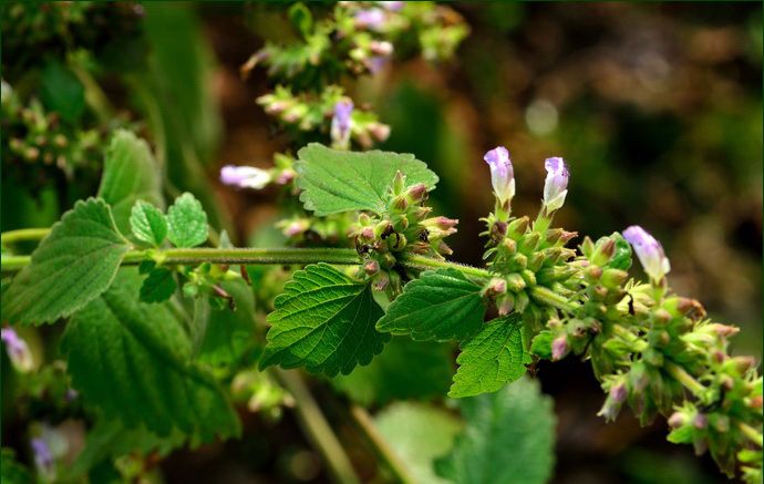 中药"防风"的历史典故