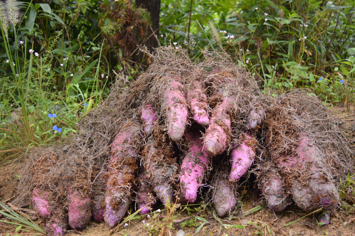 南方特有的山药:脚板薯,酷似人脚板,曾是救命粮,如今山村才有