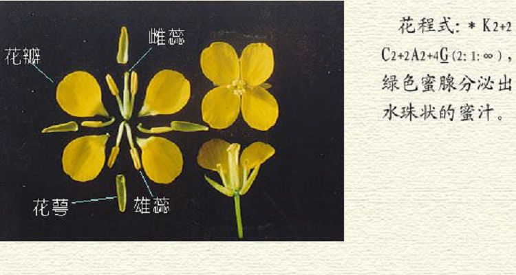 花冠是花的哪一部分