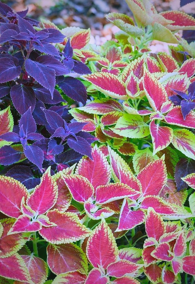 多种宿根花卉介绍及应用