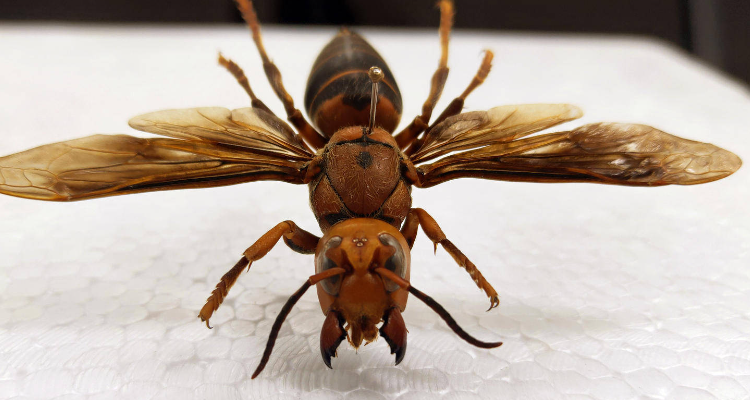 胡蜂的习性有哪些?