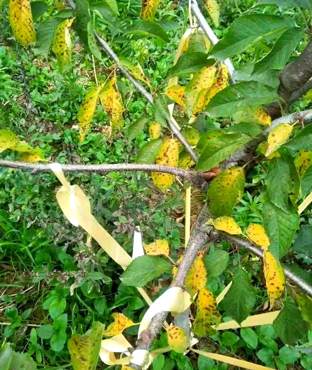 大樱桃叶片发黄全解析:药害,缺素,病害你了解多少