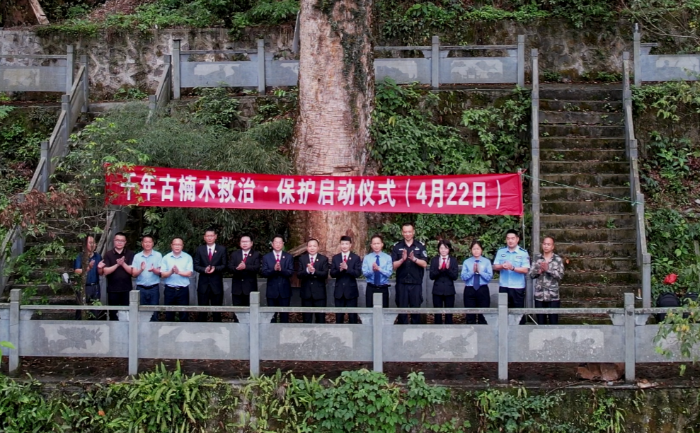 剑河"检察蓝"为受伤的2600岁古楠木王开出"救治处方"