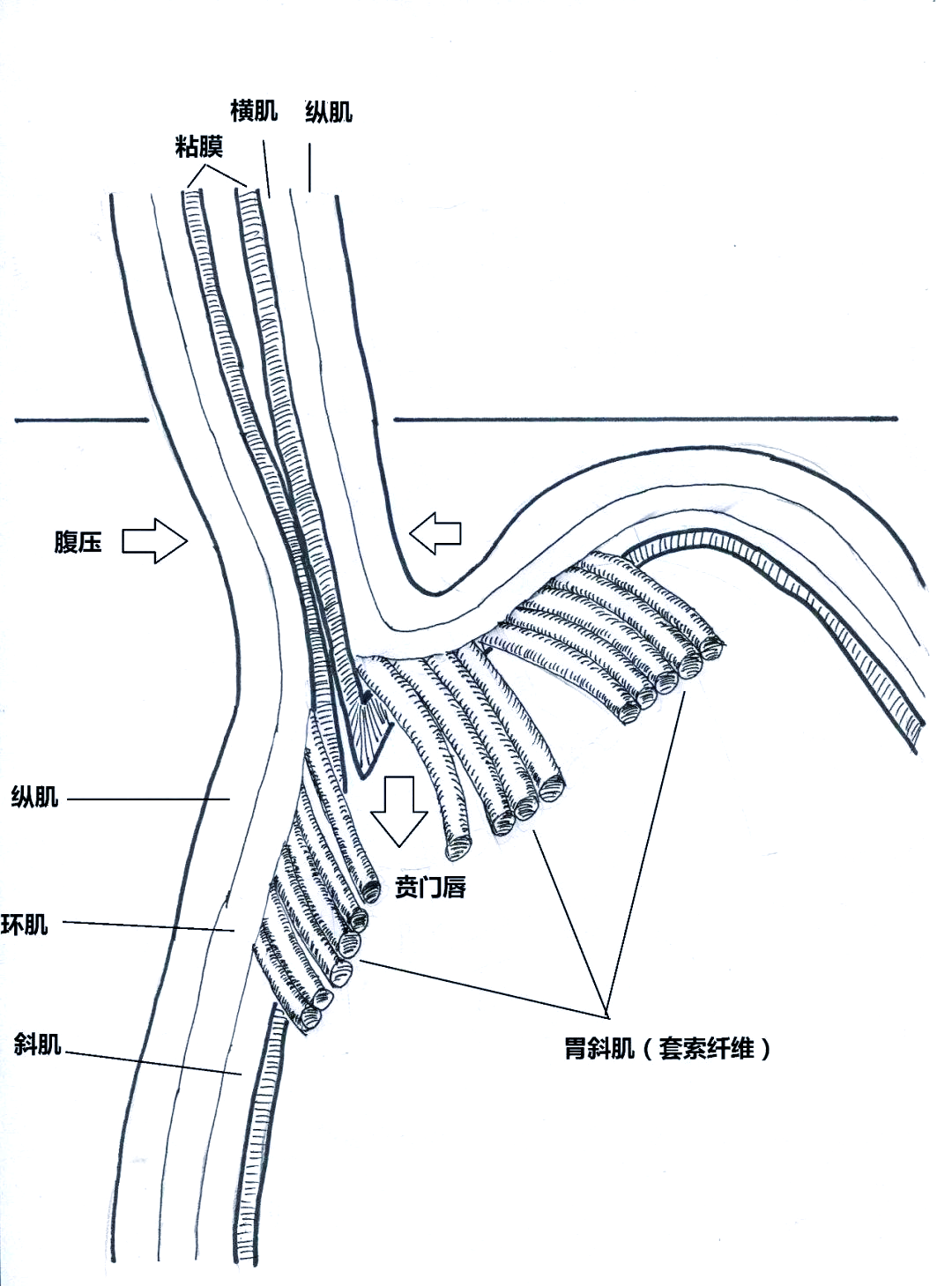 胃的生理功能与胃底折叠术:探索胃的真实面貌与运动机制