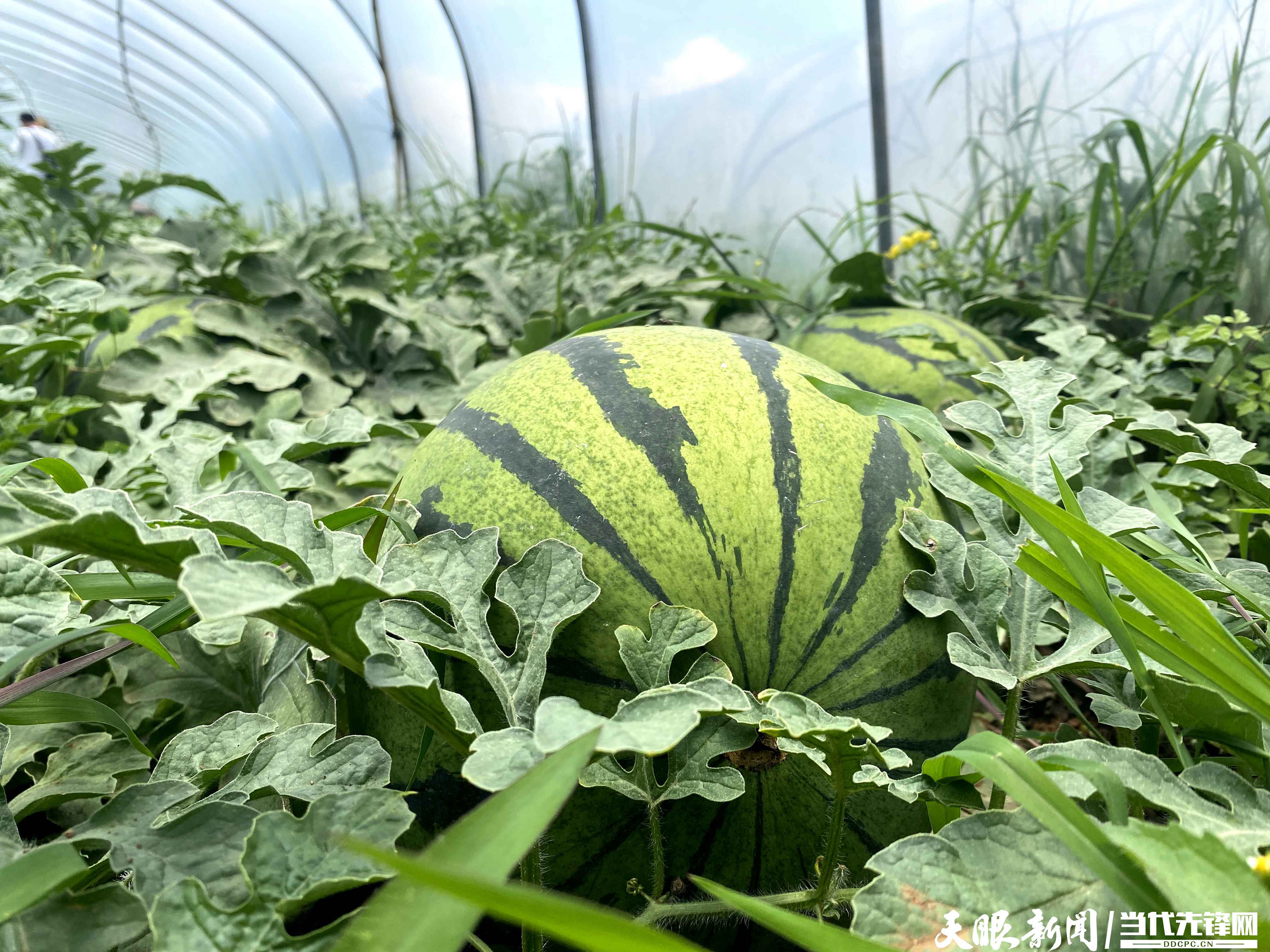 贵州西瓜纷纷上市