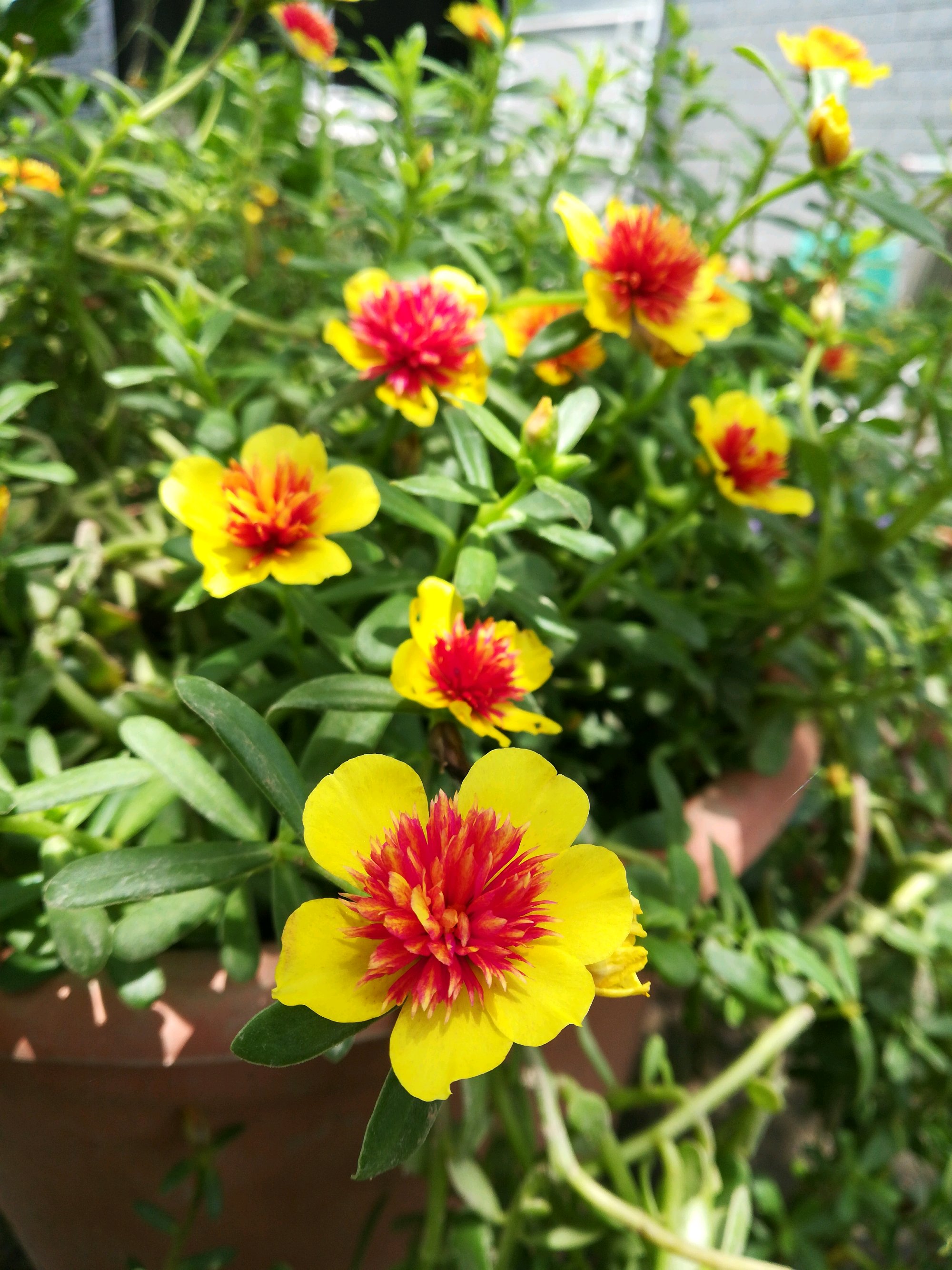 重楼太阳花,夏日的观花"主力",皮实强健,天气越热,花开越美