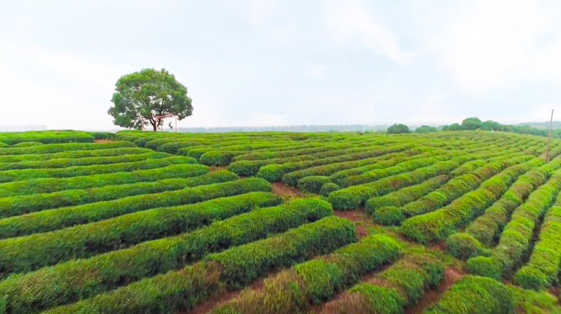 春到武汉寻茶香,随拍东西湖区柏泉茶园,一碧千里景色秀美