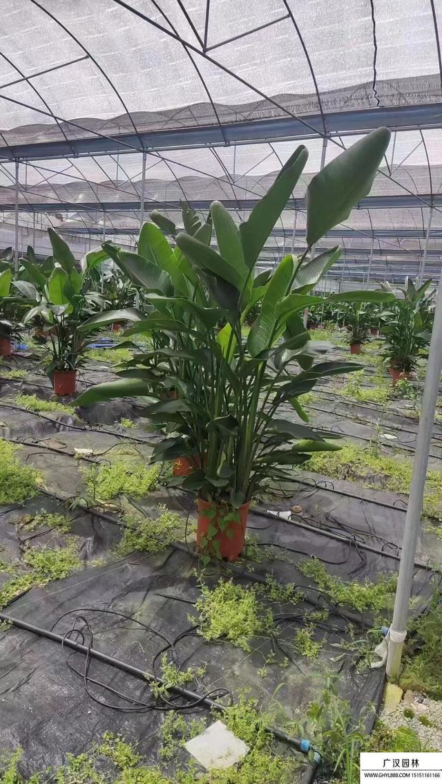 天堂鸟的养殖方法和注意事项