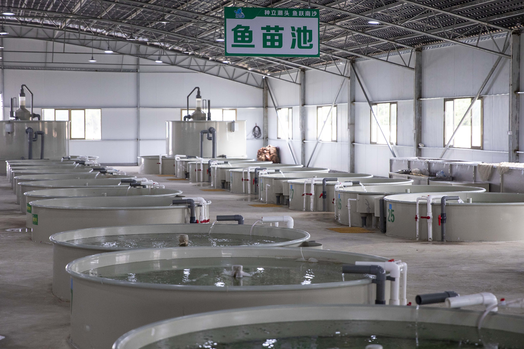 首批出苗4000万尾!淡水鱼类南沙(南繁)育种中心首个生产车间投入使用