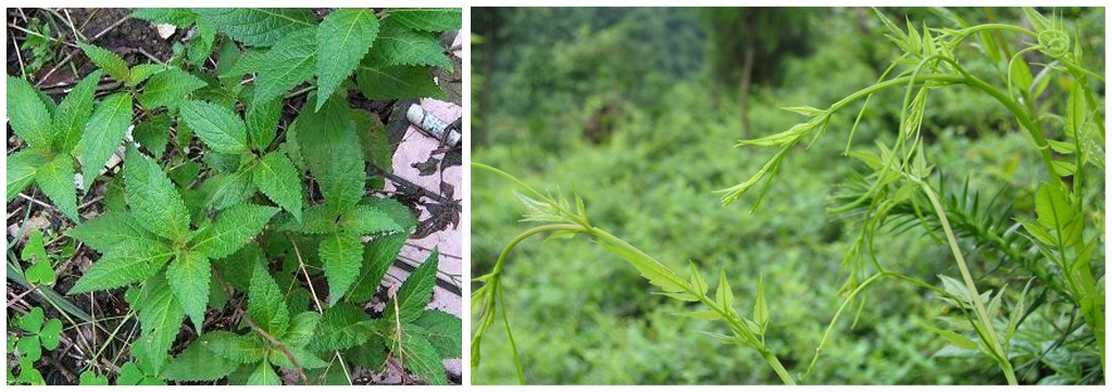 溪黃草是不是藤茶?莓茶(藤茶)與溪黃草的區別