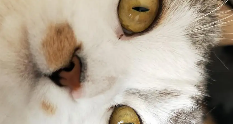 猫死了眼睛为什么是睁开的