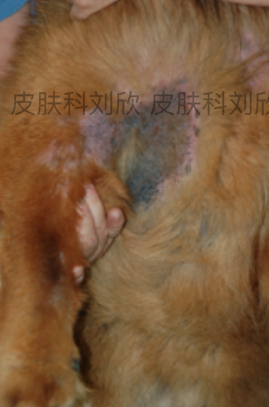 犬猫马拉色菌性皮炎的症状