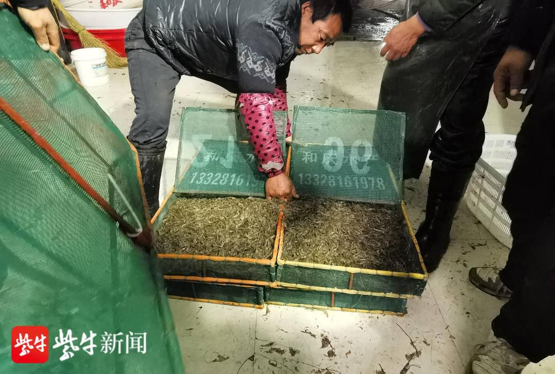 日前,记者来到社渚镇青虾交易中心.清晨五点,市场里就已经热闹非凡.
