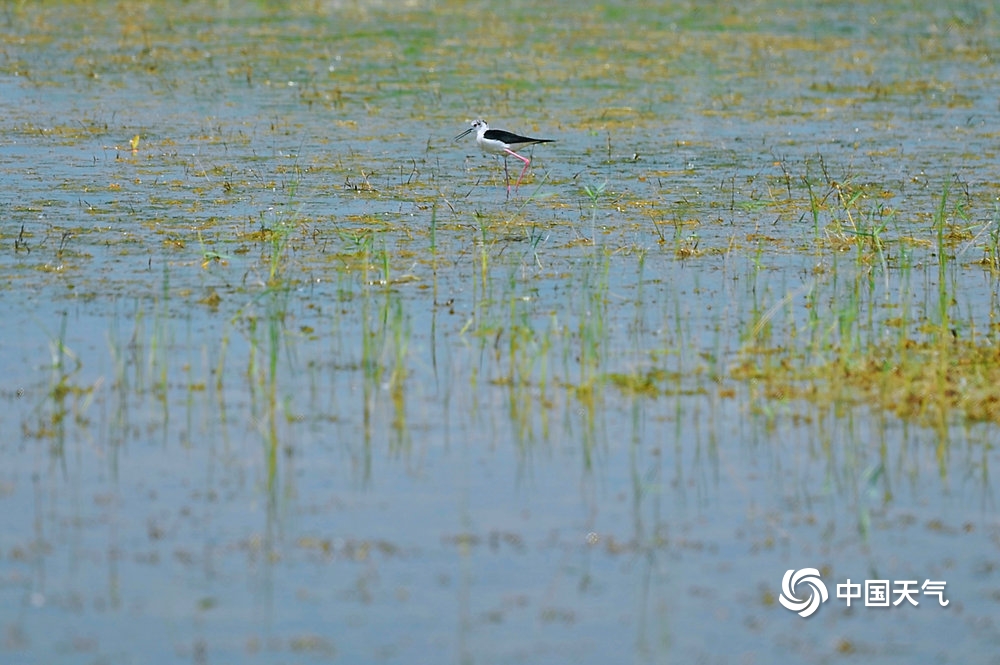 夏日的清凉 北京康西草原湿地水草丰美