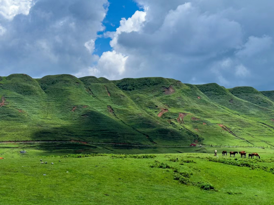 「生态短视频」阿西里西:牛羊成群,草地映朝霞