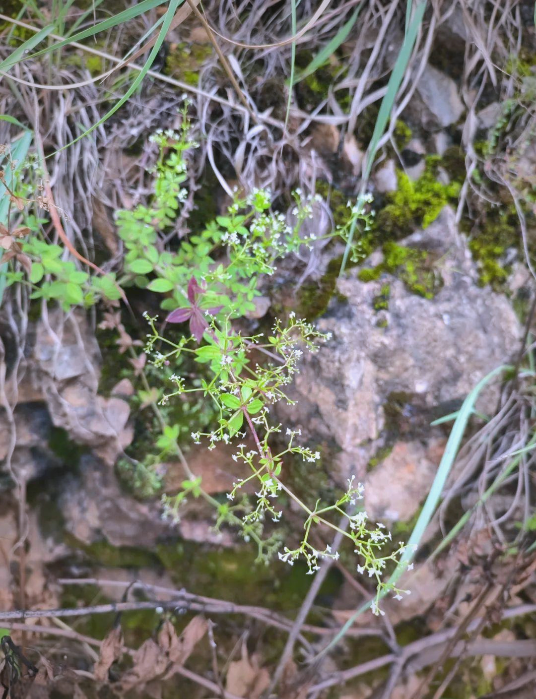 而小红参(galium elegans)则属于茜草科拉拉藤属,俗