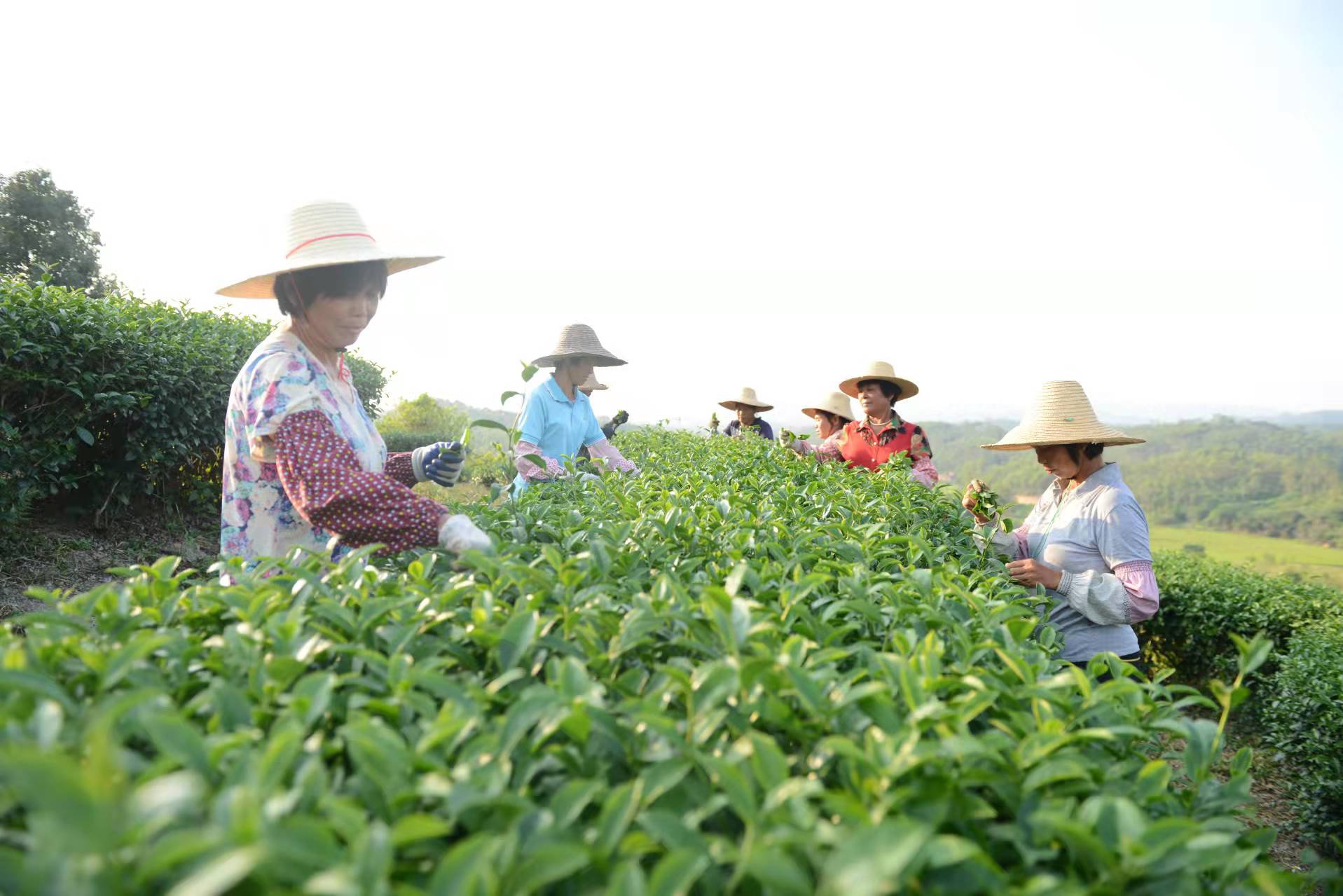 春茶开启廉江美丽乡村"茶经济"