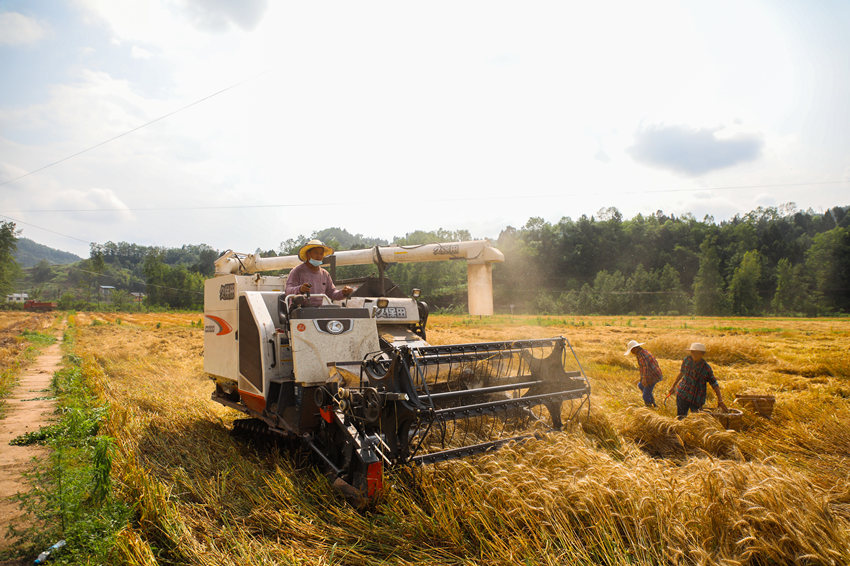 5公斤!四川宣汉高产小麦产量创新高