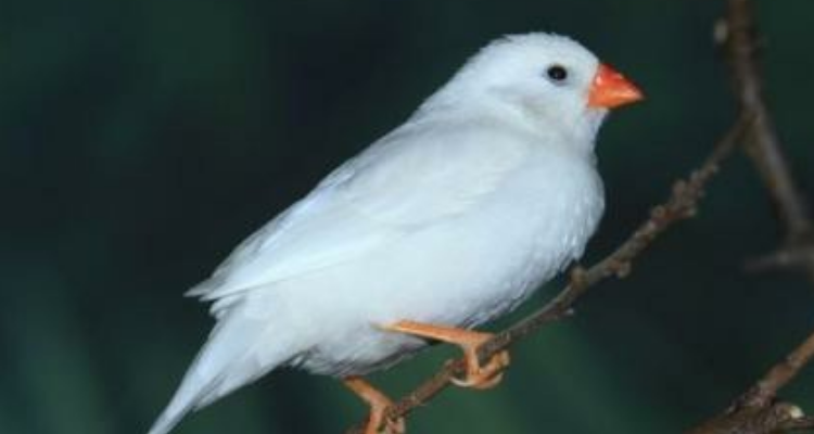 珍珠鸟怎么分公母