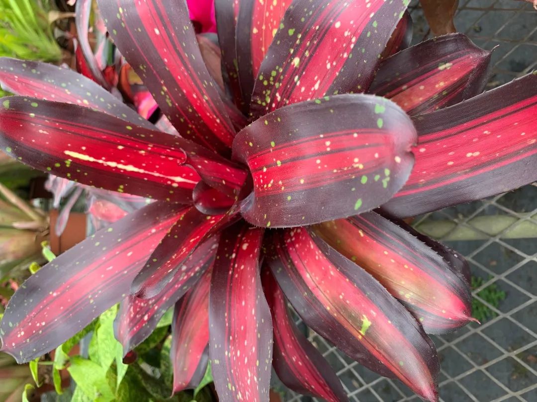 云赏花丨最灿烂的凤梨——彩叶凤梨属