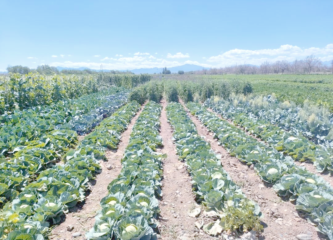 西山农牧场的辉煌70年:产业振兴与乡村振兴的共鸣