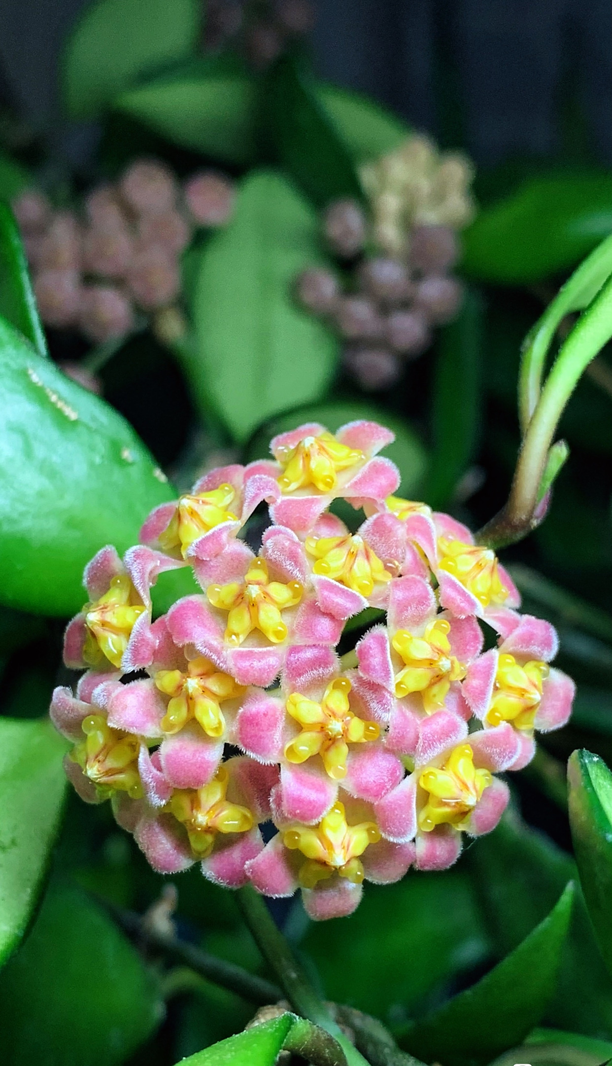 封闭阳台也能养的花—戴维德球兰,观叶赏花又闻香,养护也不难
