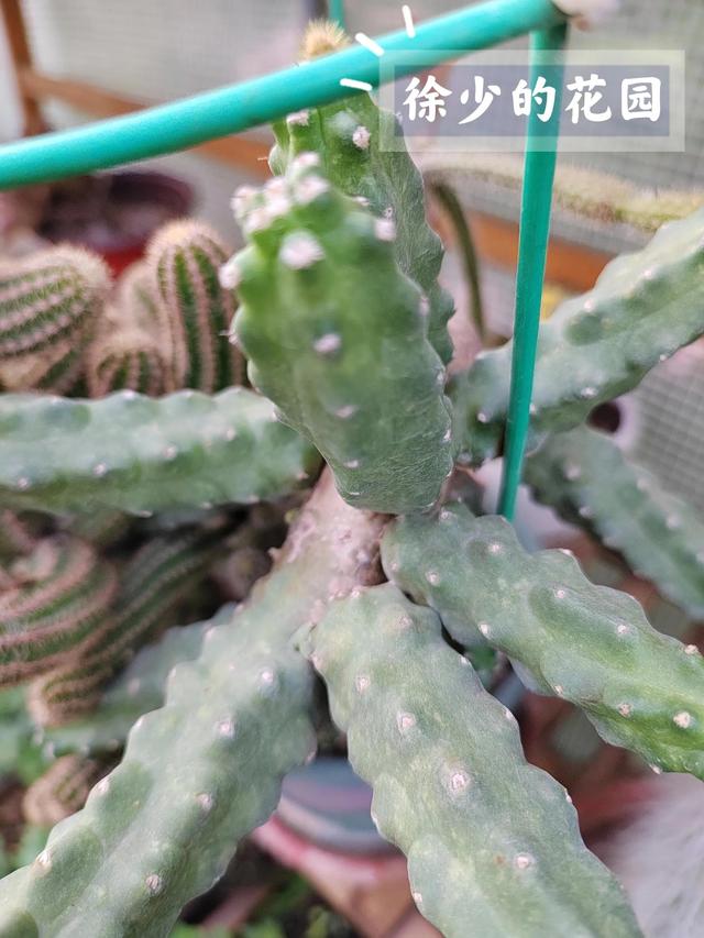 白檀仙人掌水仙情郎仙人掌的养护方法和注意事项