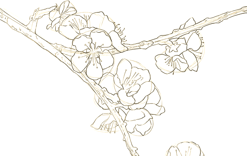 杏花的艺术魅力与绘制技巧探索