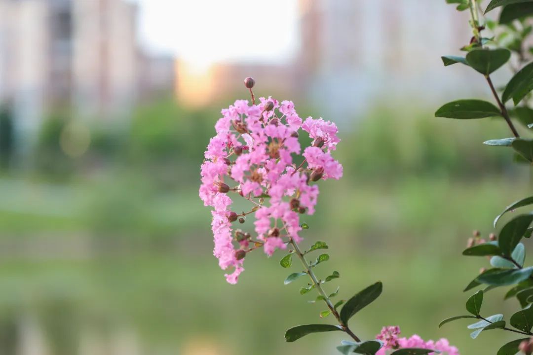 《詩一首·人言清禁紫薇郎》宋朝·歐陽修明麗碧天霞,丰茸紫綬花.