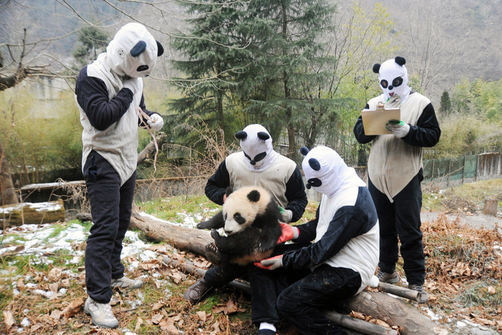 野性的呼唤 人工圈养大熊猫重返森林