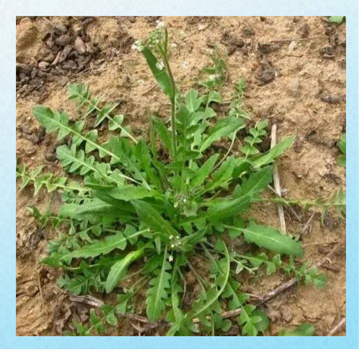 的营养与功效及食用禁忌