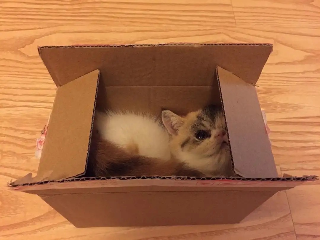 猫咪喜欢钻箱子,除了"好奇心",还可能是这个原因