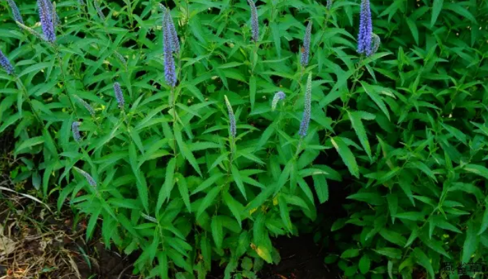 穗状花序的植物有哪些