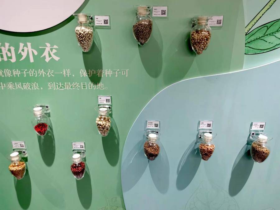 山东博物馆推出特色自然展《粒程》,邀您走进种子的奇妙世界