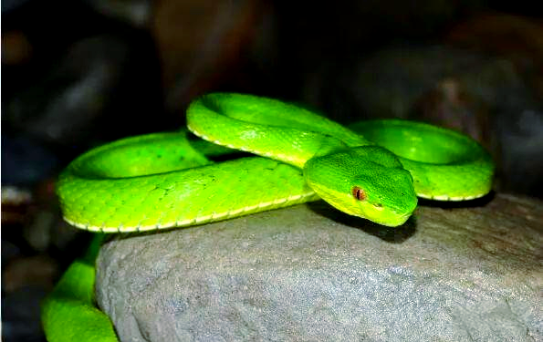 多种青蛇品种介绍及图片分享