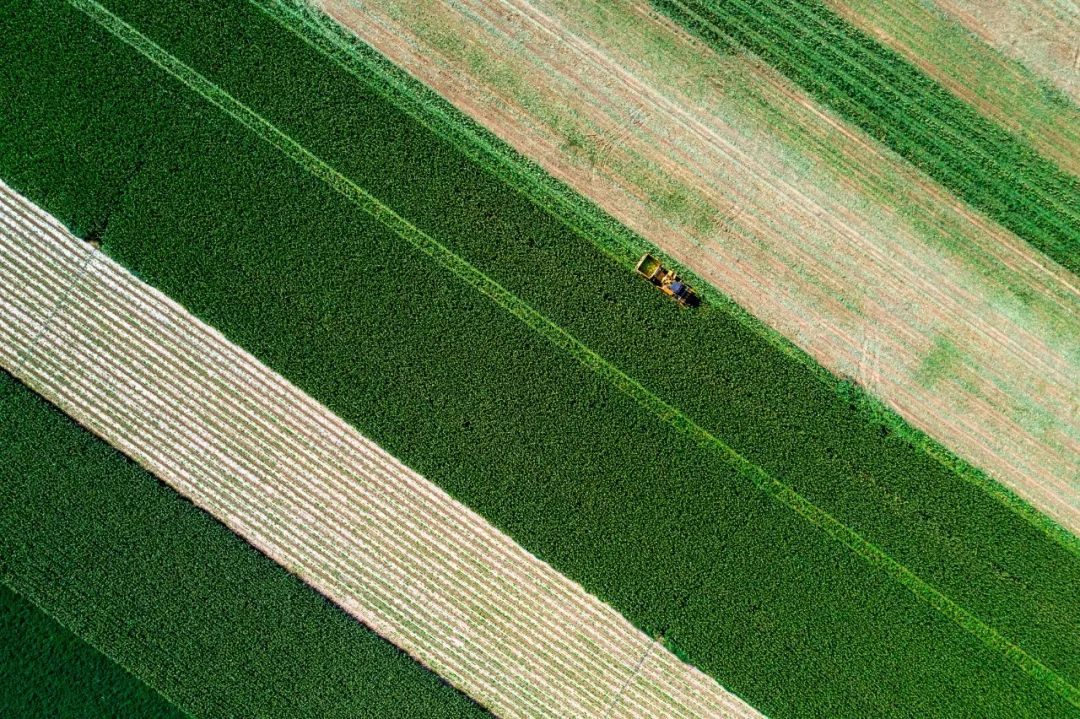 偷的为什么是种子?