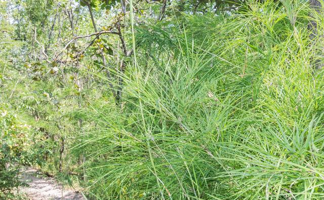 农田的害草"问荆",为何被称为最会"吸金"的草?