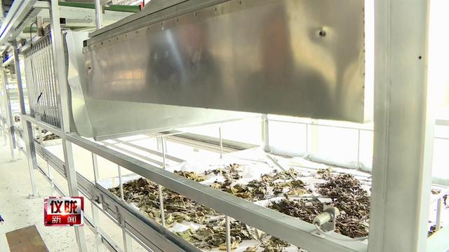 厉害啦!80后小伙自主研发全自动养蚕机