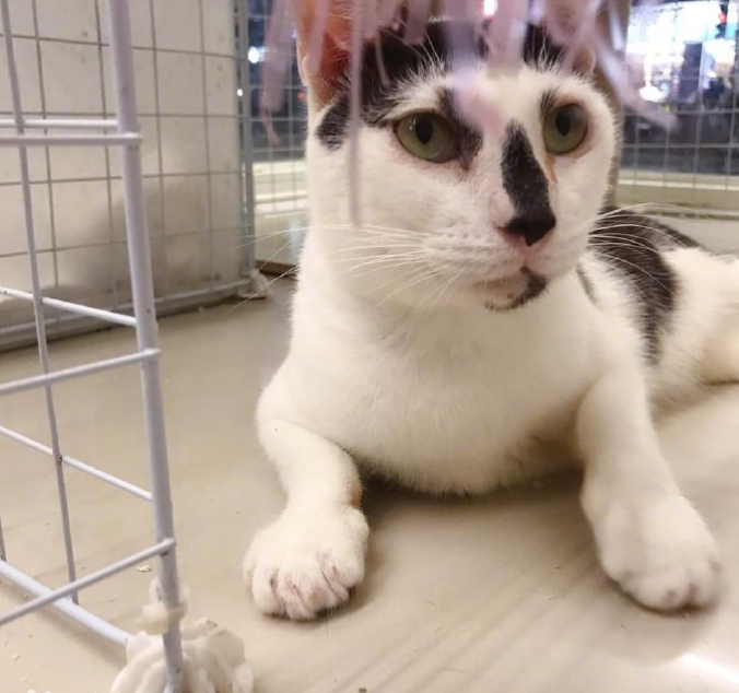 一只奶牛猫长得会有多潦草?看到第一只我就震惊了 一只奶牛猫长得会有多潦草?看到第一只我就震惊了