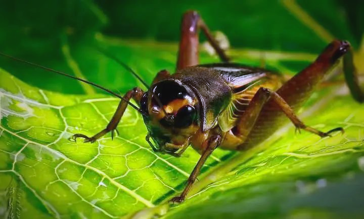意大利蟋蟀的神秘世界:从歌声到歌手的探索