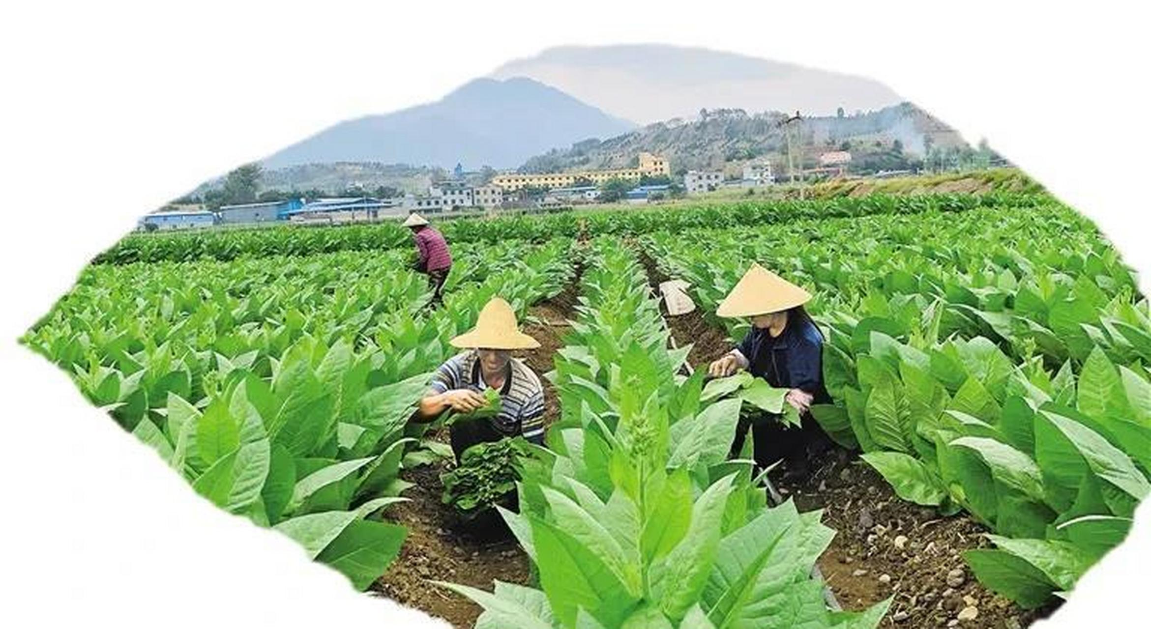 香菸單包打碼開始了,有人歡喜有人憂 自5月8日開始,香菸盒條包裝改版