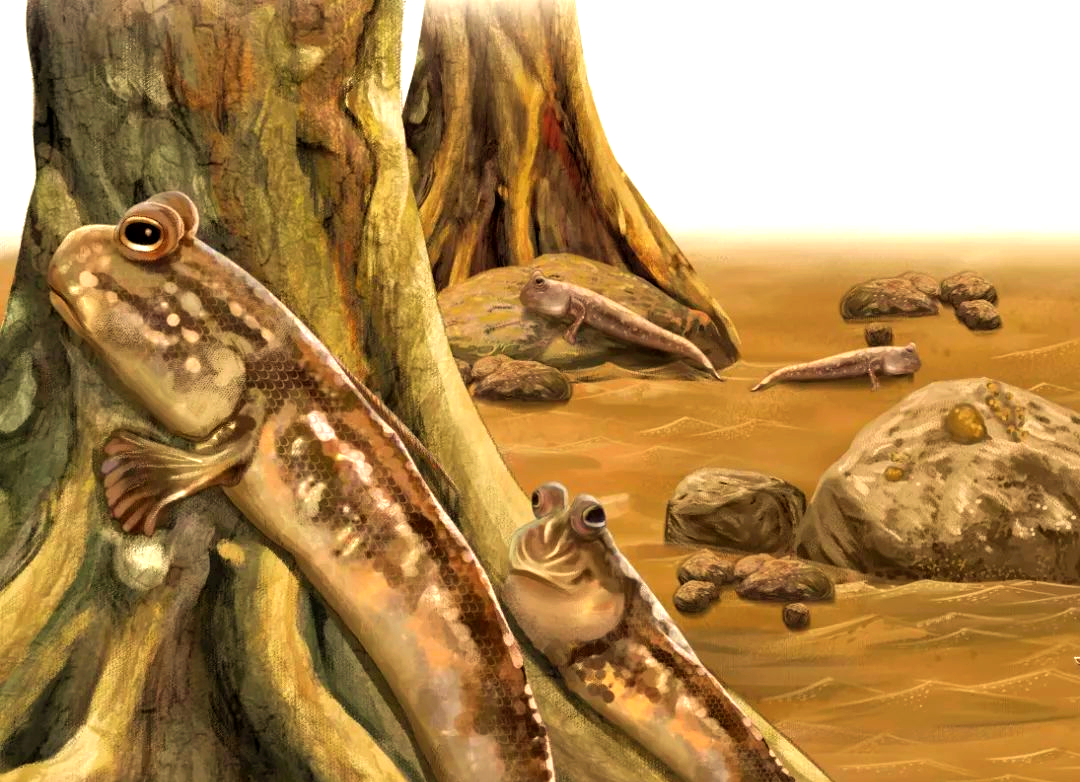 弹涂鱼:离水爬树的神奇鱼类