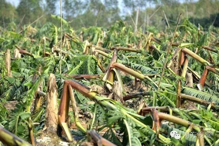 香蕉枯萎病防控困难的原因