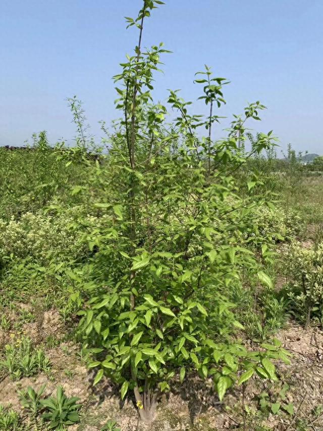 种植丛生腊梅苗,需要注意哪些事项?