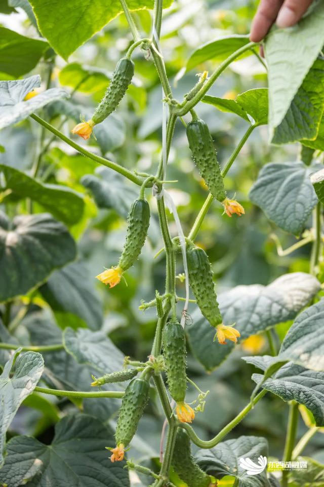 瓜棚里成垄的瓜秧上结着翠绿,鲜嫩的黄瓜