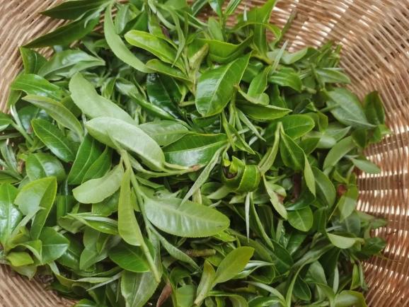 走基层 看振兴丨镇沅九甲镇:3470株古树春茶抢"鲜"开采