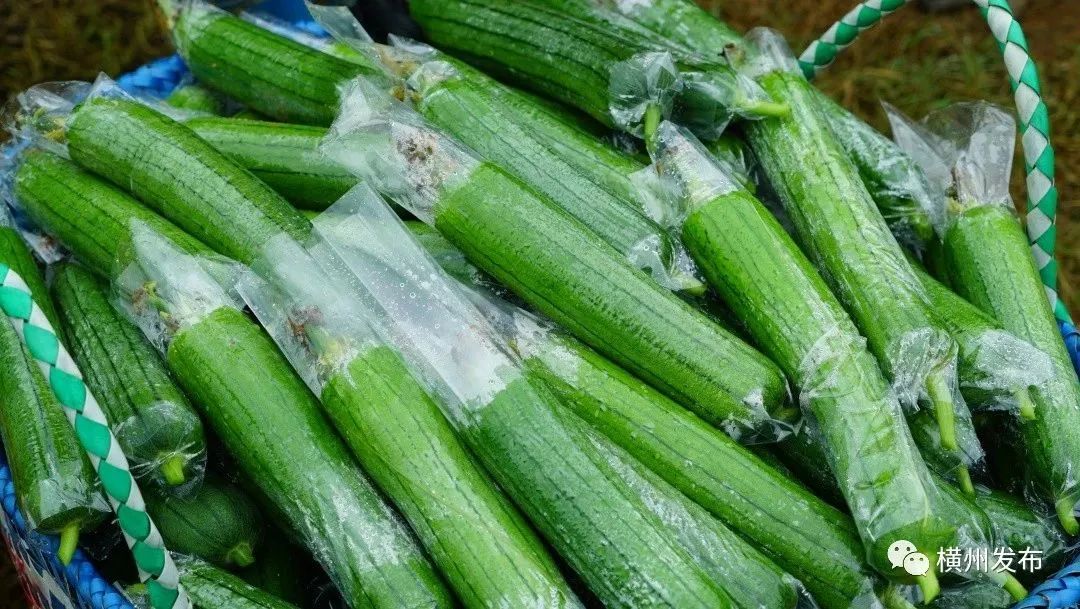 校椅镇龙省村:百亩水瓜喜丰收 瓜香飘满致富路